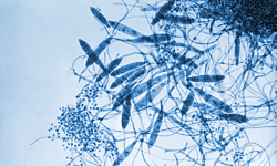 Trichophyton mentagrophytes